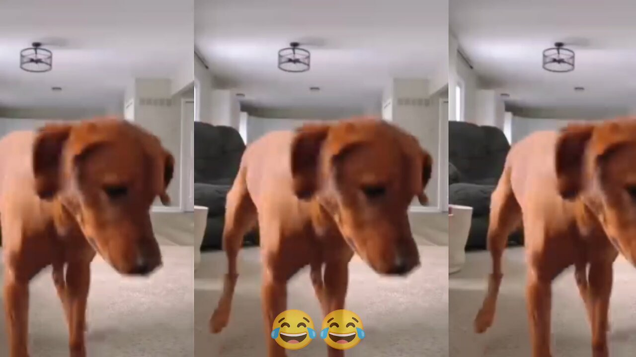 Dog Dancing Like a Pro 😂🔥