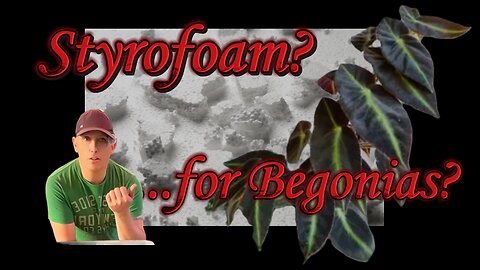 Styrofoam for Begonias?