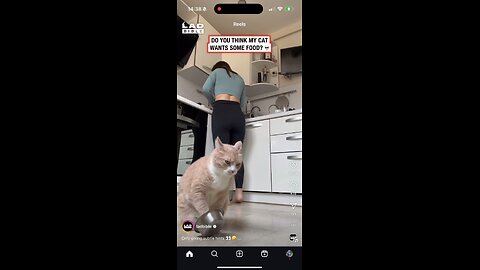 This damn cat🤣🤣🤣