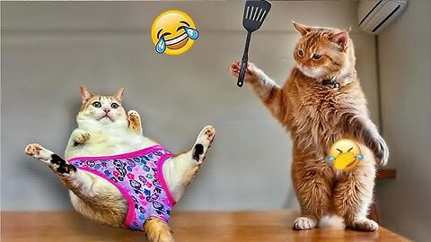 funniest animals