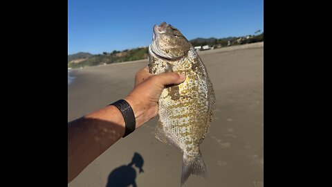 Southern California Surf Fishing Report 1 30 26