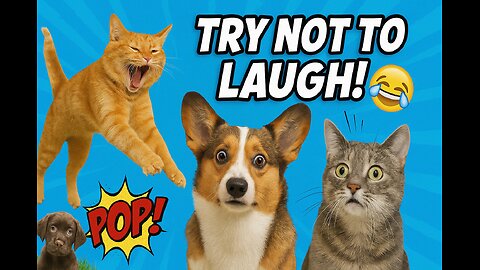 Funny Cats and Dogs - Adorable and Hilarious Animal Fails