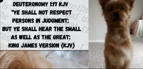 Hear the Small as Well as the Great Kona Makes a PETition Spiritual Lesson for Today