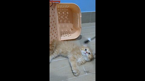Meet My Kitten Yuri