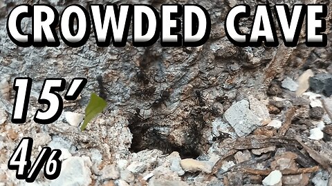 ASMR | Look at this beautiful flow of ants, in and out of the fortress of the tree - 15' 4/6