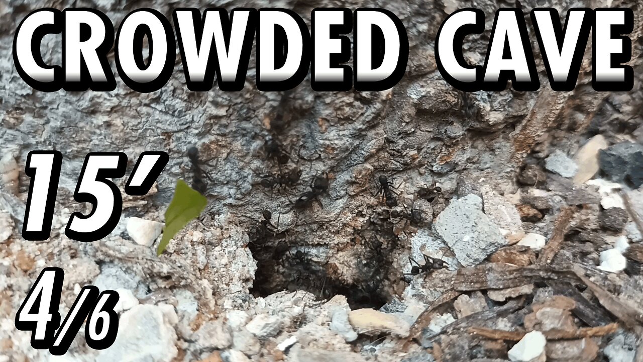 ASMR | Look at this beautiful flow of ants, in and out of the fortress of the tree - 15' 4/6