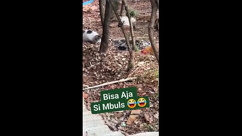Funny Pet / Animals Ep 06