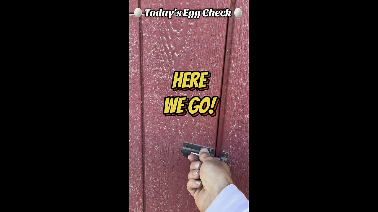 🥚 Today’s Egg Check! 🥚 #shorts
