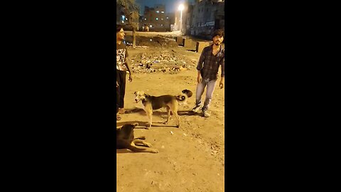 dog ko khana khilana