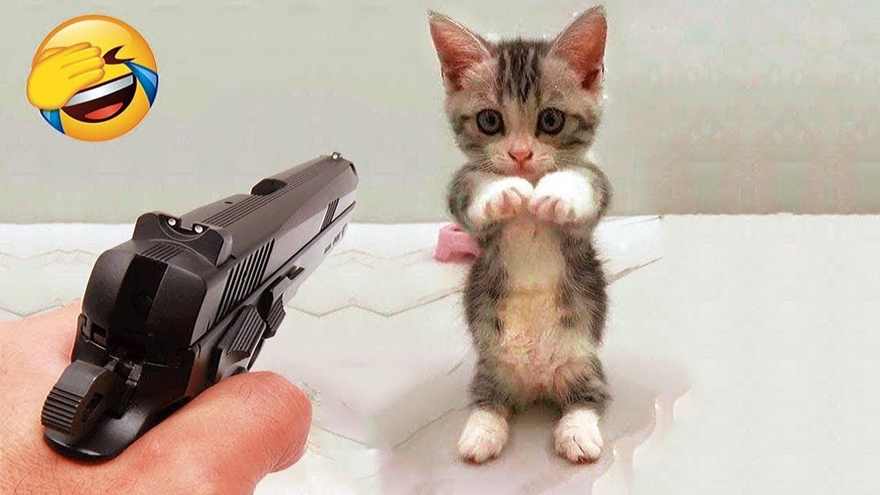 Funniest Cats and Dogs Clip 2025😼🐶Try Not To Laugh😜