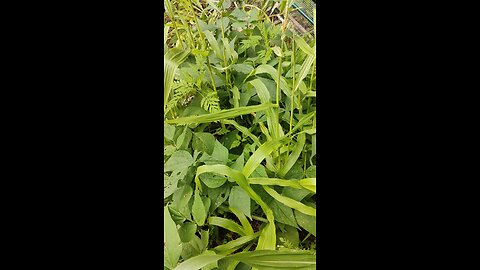 How to plant corn
