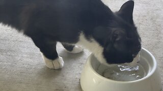 Black and White at Dinner Time