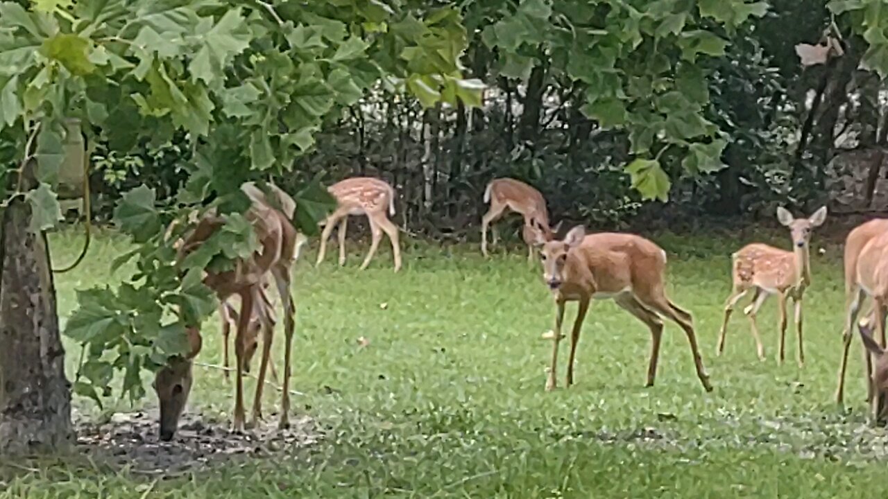 To many Deer to count 8/9/25