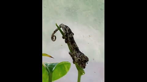 Where's Waldo my baby Jackson's chameleon