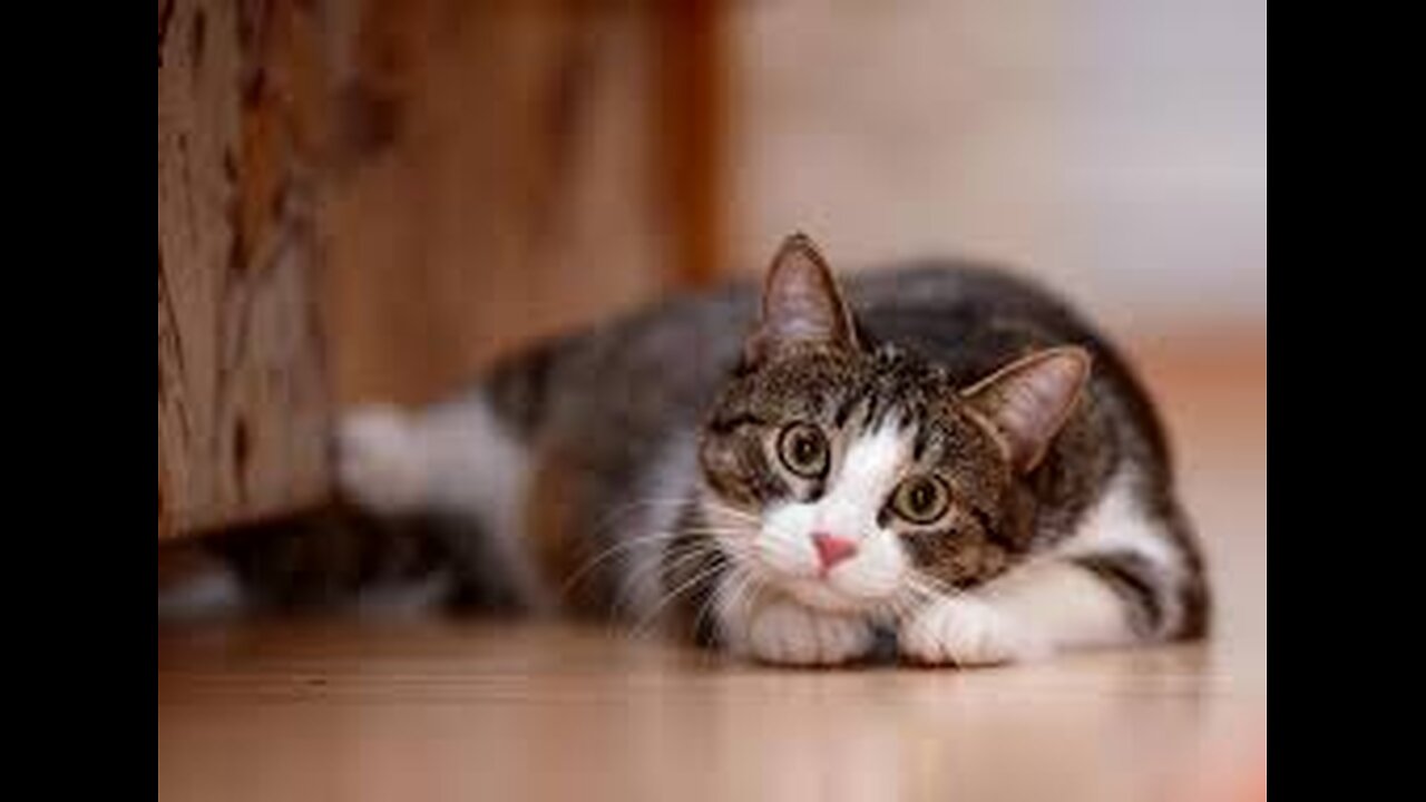 Funny and Cute Cats Collection - Part 38