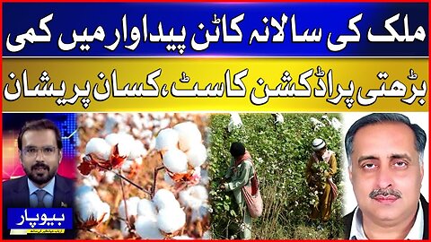 Pakistan’s Cotton Production Drops | Rising Costs Leave Farmers Struggling