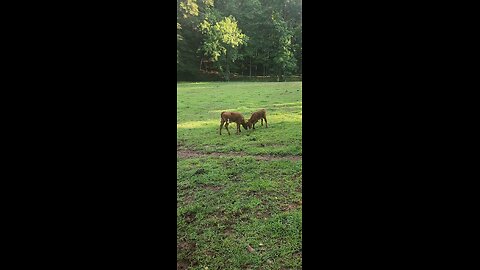 Shorthorn heifers playing 2025.