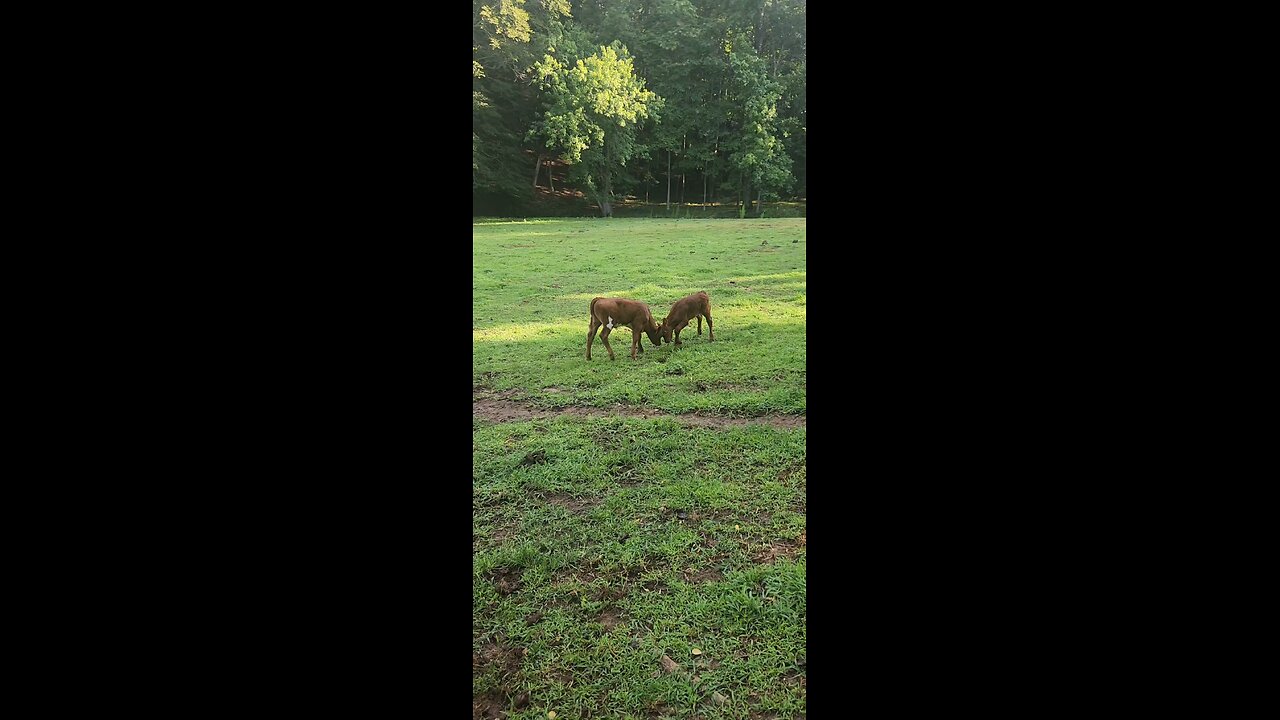 Shorthorn heifers playing 2025.