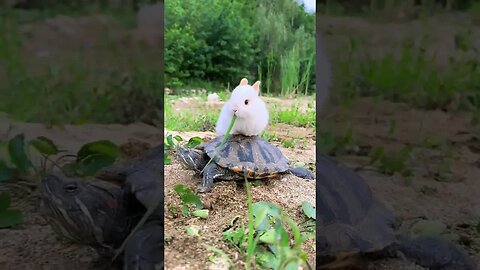 The little rabbit's car turned out to be a turtle. Cute pet debut plan. Rabbit. Pastoral cute pe