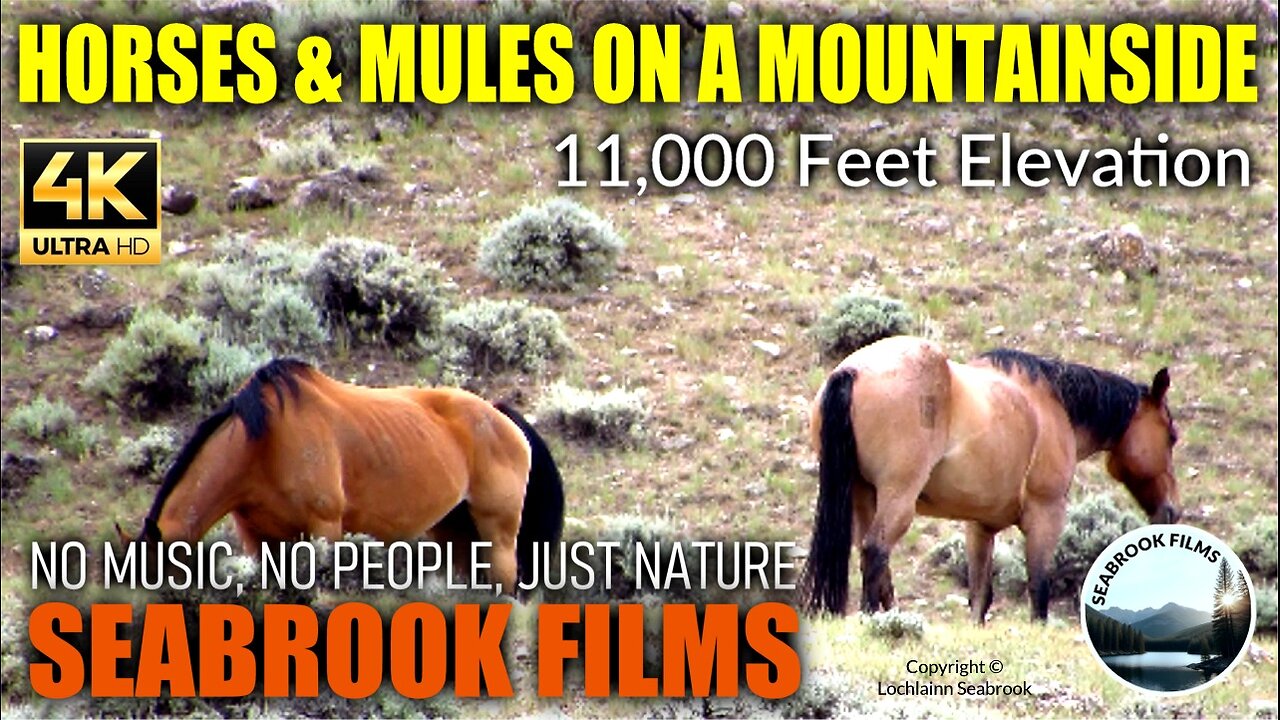 Horses and Mules on a Mountainside: 11,000 Feet Elevation
