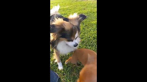 Cute Puppies Playing. Perritos Lindos Jugando. 8.14.2025 Snapchat