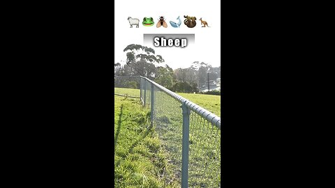 funny animals