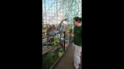 Lemurs With The Parrots