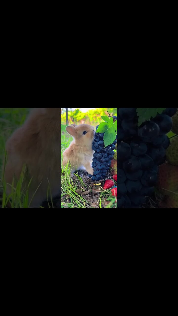 Little rabbit eats grapes and does not spit out grape skins. Cute pet ...