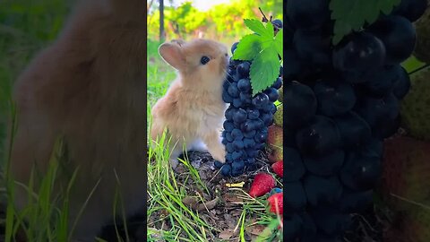 Little rabbit eats grapes and does not spit out grape skins. Cute pet debut plan. Rabbit pastora