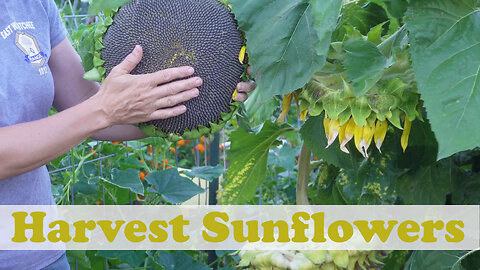 How to Harvest Sunflowers