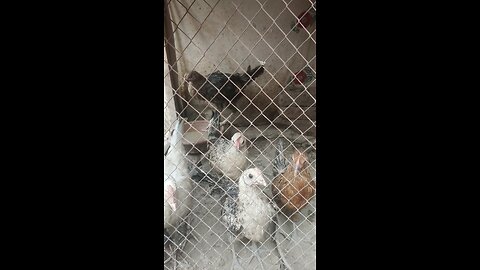 my hens beautiful village life vedio