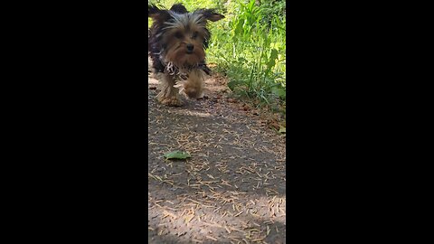 cute yorkie puppy