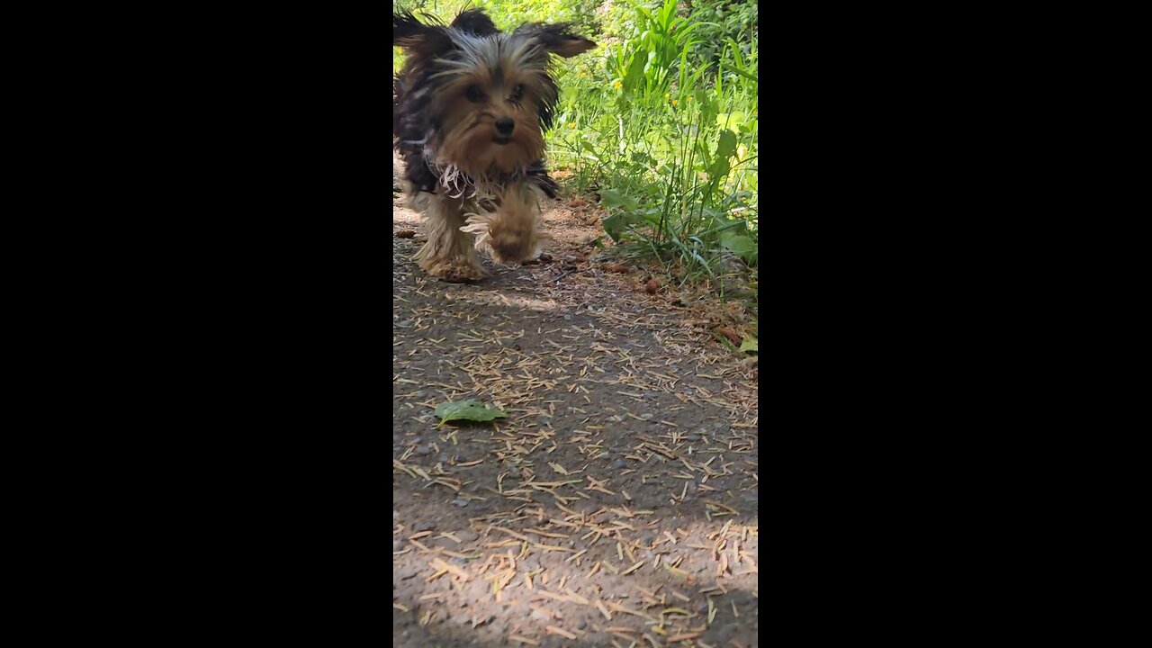 cute yorkie puppy