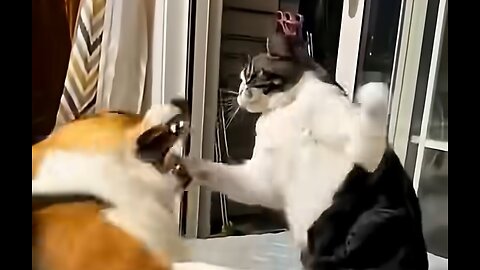 Cats beat dogs