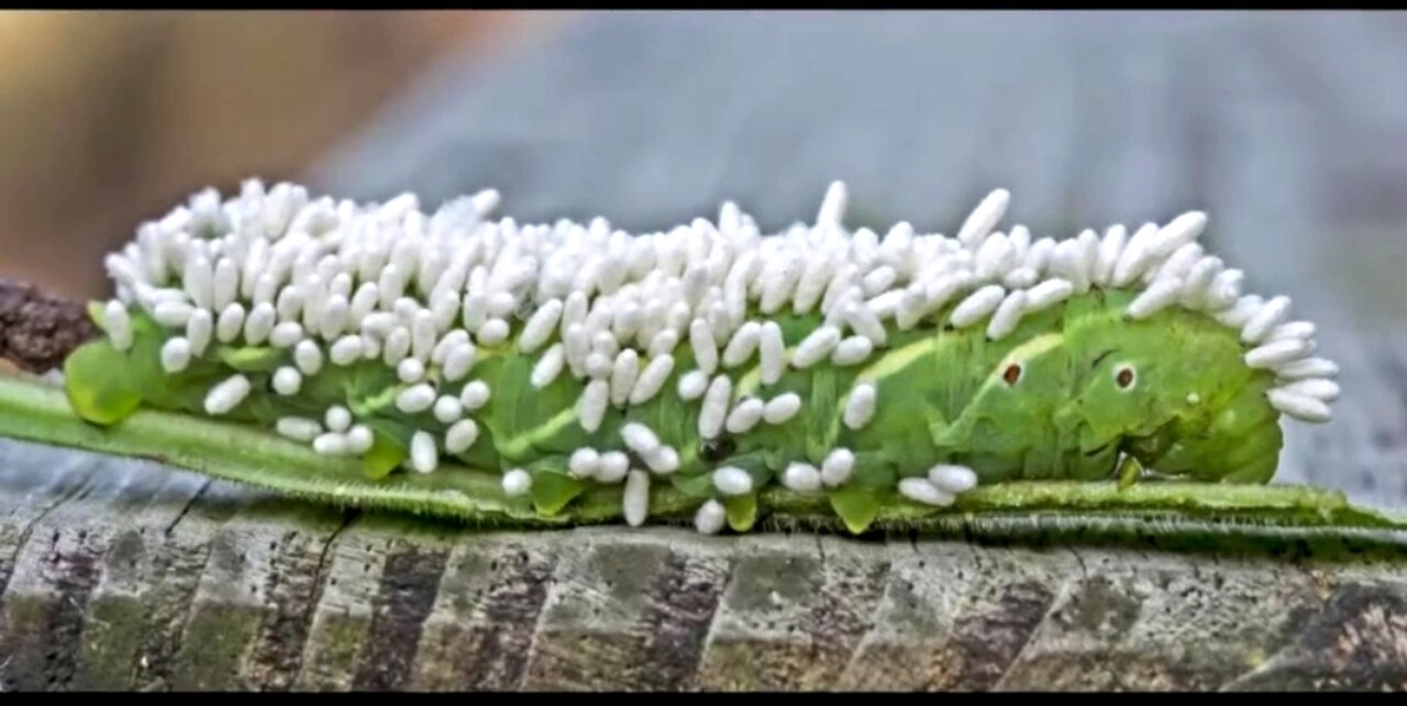 PARASITES THAT CHANGE VICTIM'S GENDER AND PHYSICAL APPEARANCE 🐛