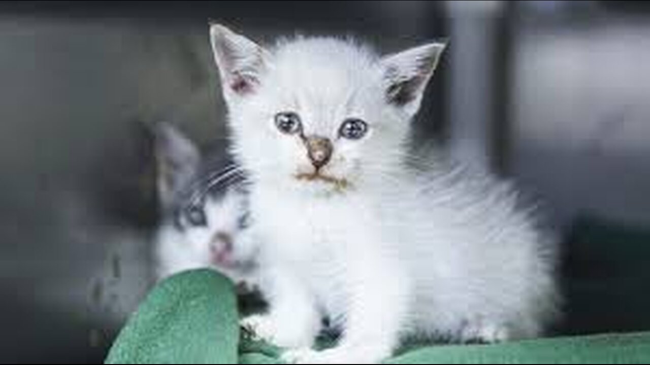 Should You Really Feed Feral Cats ? Amazing Survival Skills !