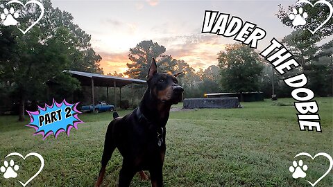 Sunrise Discipline: Doberman vs. Bark O'Clock 🌅🐾