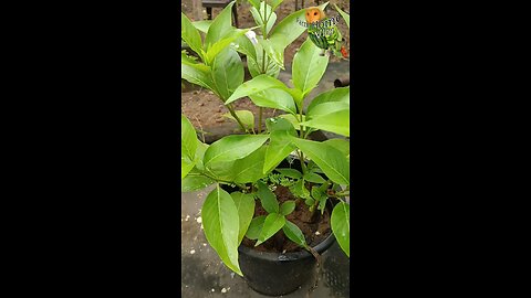 Adusa Plant Benefits | अड़ूसा पौधे के अद्भुत फायदे | Ayurveda for Health