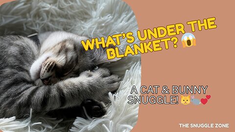 Unexpected Snuggle: Cat and Bunny Sleeping Together 🐱🐇💤 | Heartwarming Animal Friendship