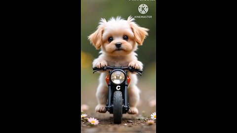 cute puppy