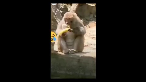Funny Monkey Reaction
