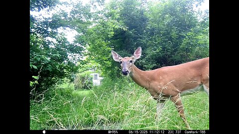Deer Cam 06-15-2025 Father's Day Deer Game Cam Trail Cam