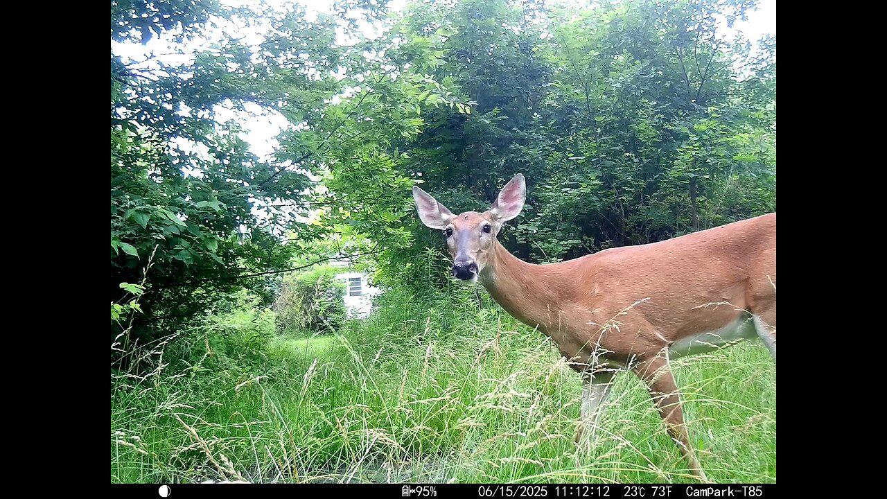 Deer Cam 06-15-2025 Father's Day Deer Game Cam Trail Cam