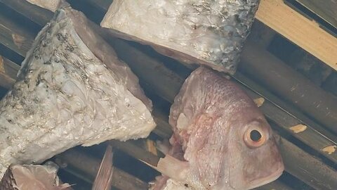 "Exploring the Fascinating World of BUSH LIFE Dry Smoked Fish: An Ultimate Guide"