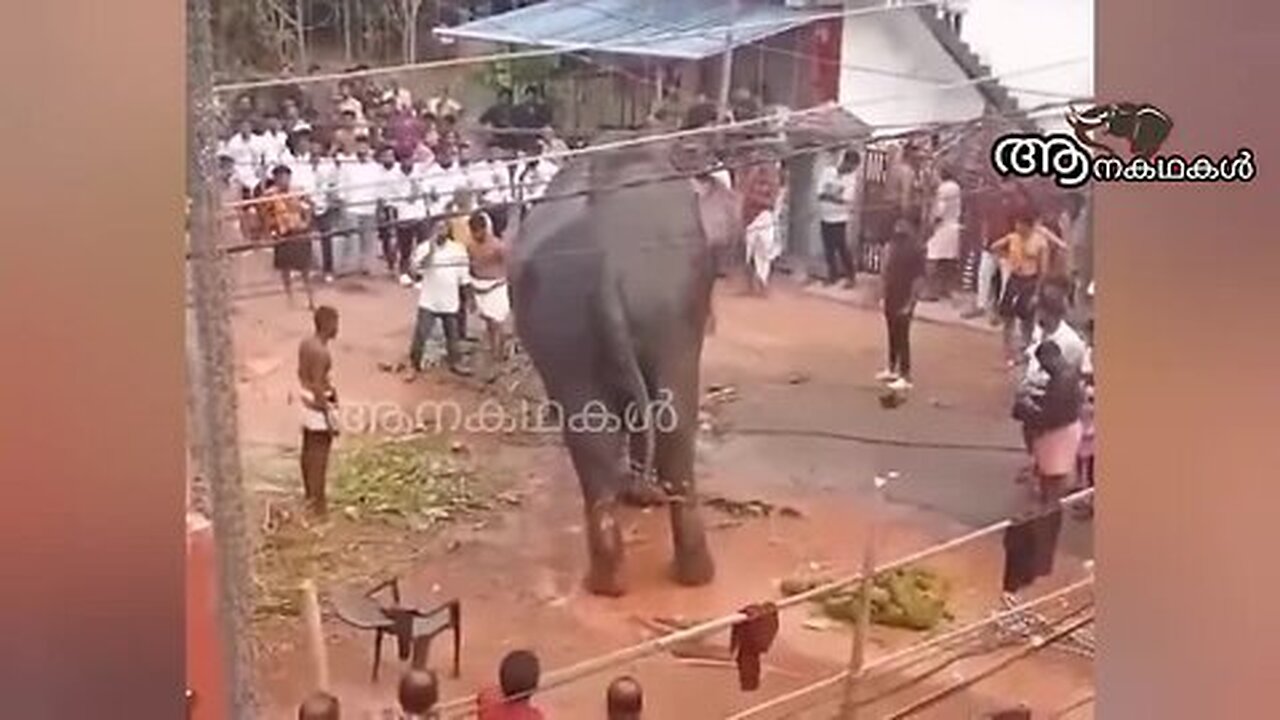 ആന ഒറ്റ വീഴ്ച്ചയായിരുന്നു, കിടന്ന് കിടപ്പിൽ എഴുന്നേൽക്കാൻ പറ്റിയില്ല _ Erattupetta ayyappan elephant