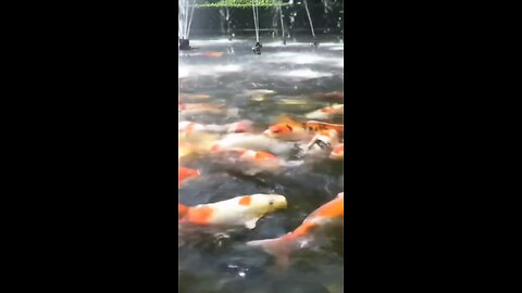 beautiful fish