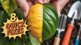 Top 8 Fixes for Yellowing Lemon Tree Leaves!
