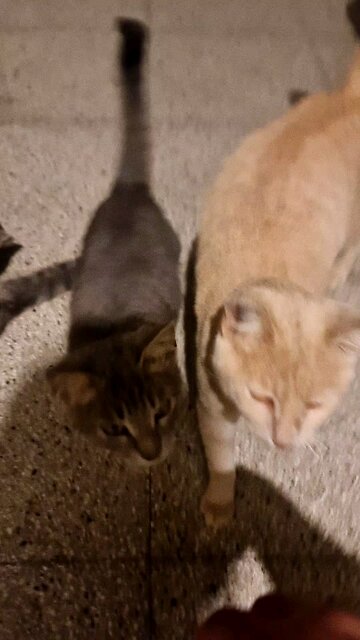 Happy day everyfur! How are mew all doing? I hope it's all happiness and purrs. ❤️