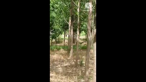 satisfying Video