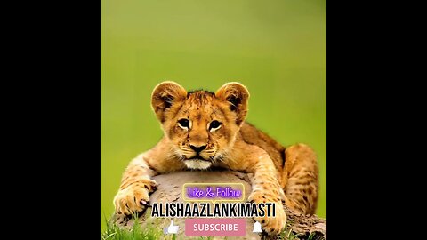 Cub singing #cub #cubs #catsagram #catlove #family #follow #viral #animal #hashtags #happy #satisfy